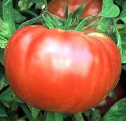 Brandywine-tomatoes-and-seeds